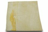 Detailed Fossil Dragonfly - Solnhofen #377591-1
